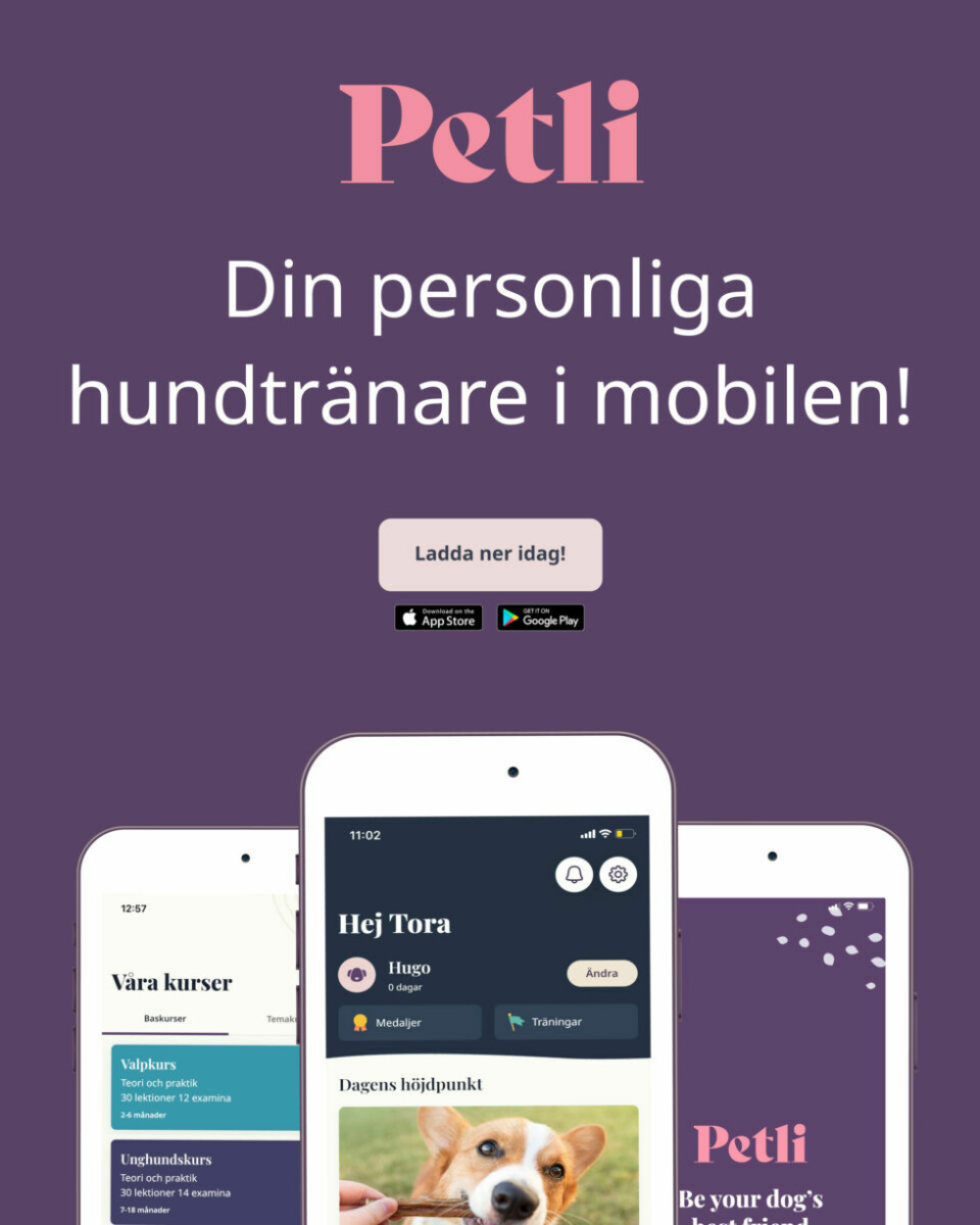 Petli – din personliga hundtränare i mobilen