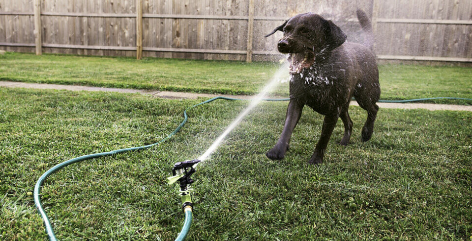 Farligt låta hunden leka med vattenstrålen