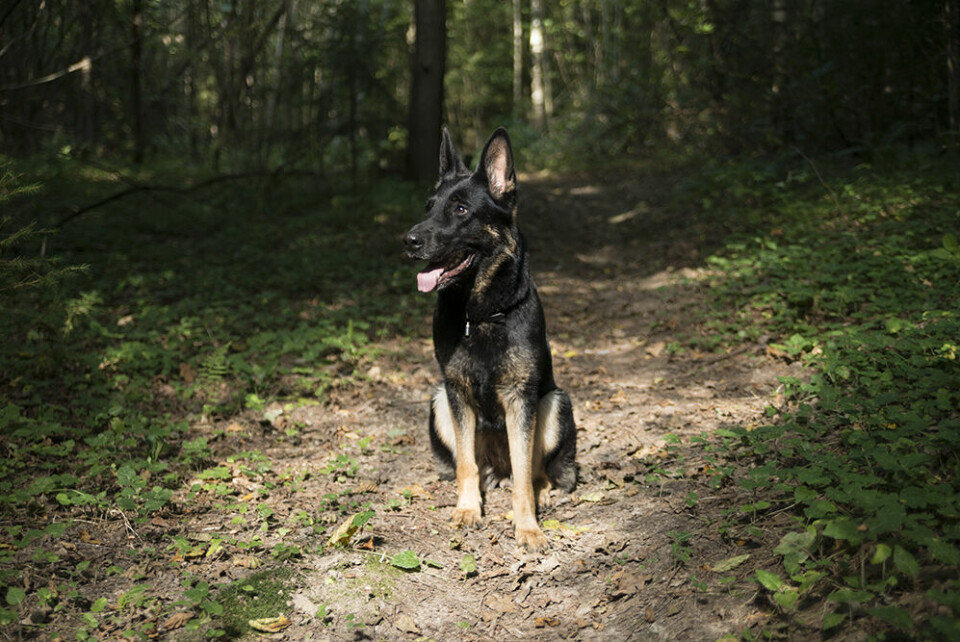 Flexie är en van resenär och har tillbringat mycket tid i Baltikum genom åren. Så här bra hade hon det i en härlig skog i utkanten av Vilnius.