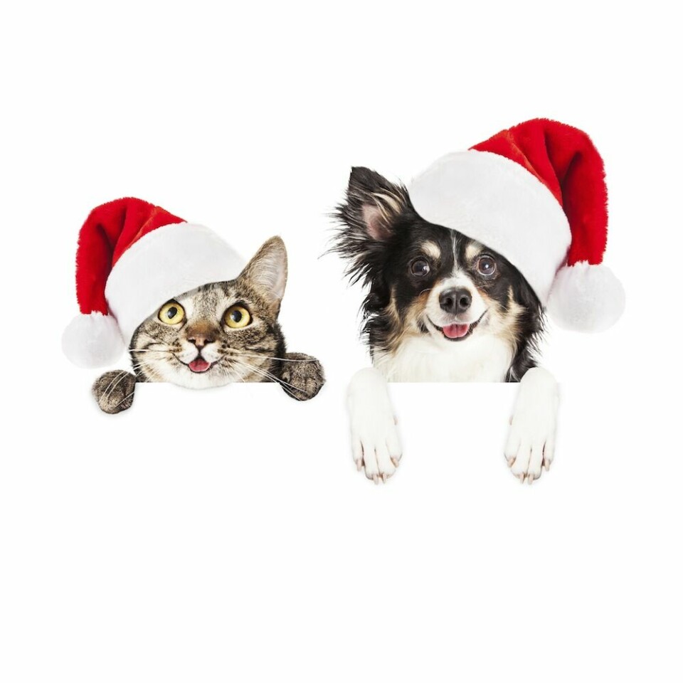 glad katt och hund i julmundering