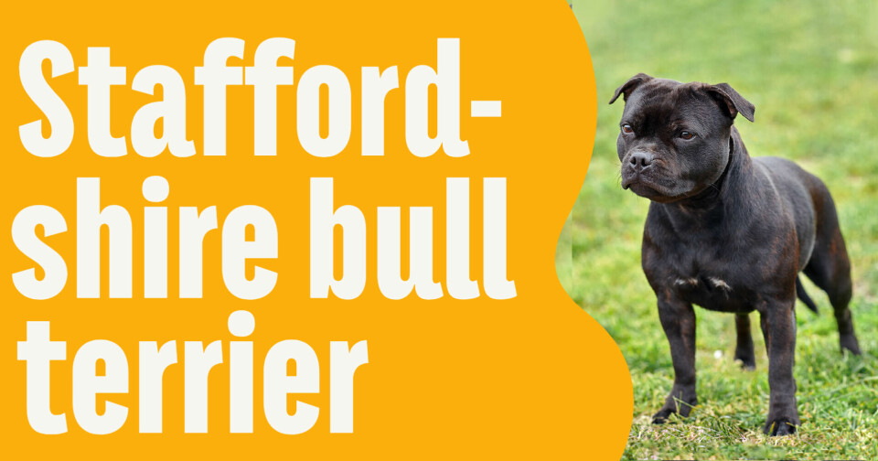 Är staffordshire bull terrier rasen för dig?