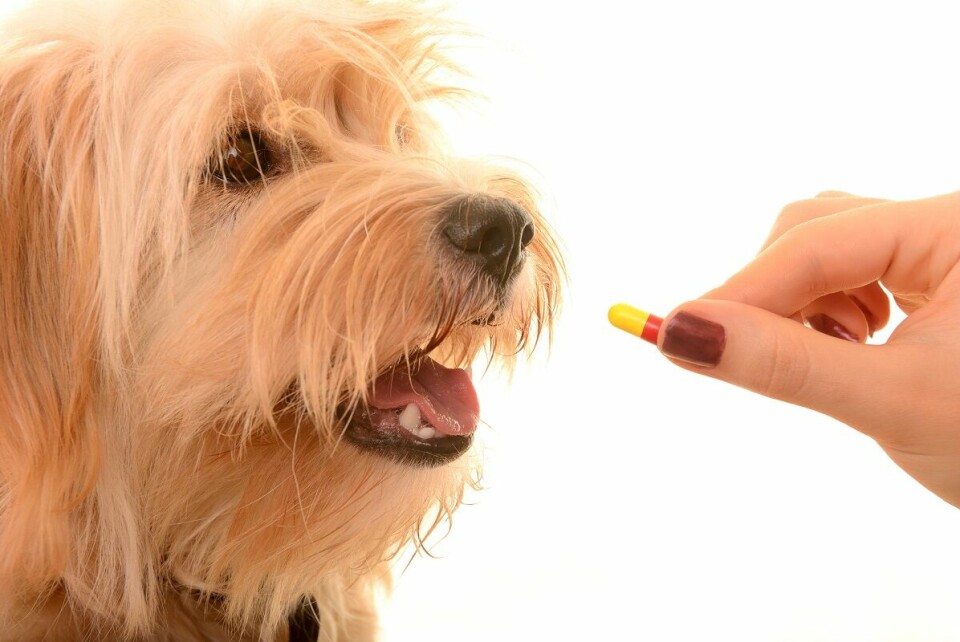 Varning! Ge inte hunden medicin avsedd för människor