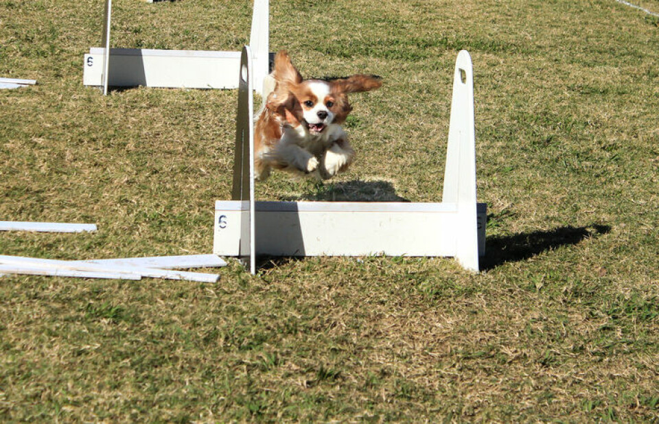 Flyball – hundsport med full fart