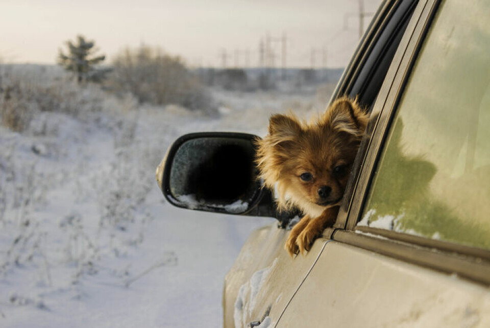 Hund i bil om vintern – tänk på detta