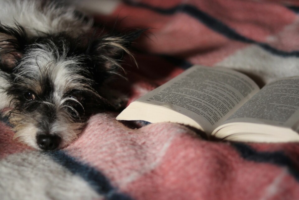 Värmande läsning om hundar