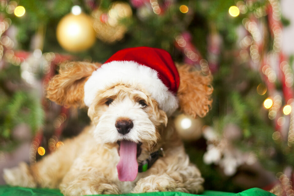 10 skäl att bara ha hundar som gäster i jul!