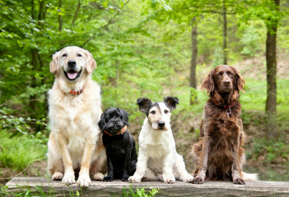 Stor studie: Hur ska hundar leva längre?