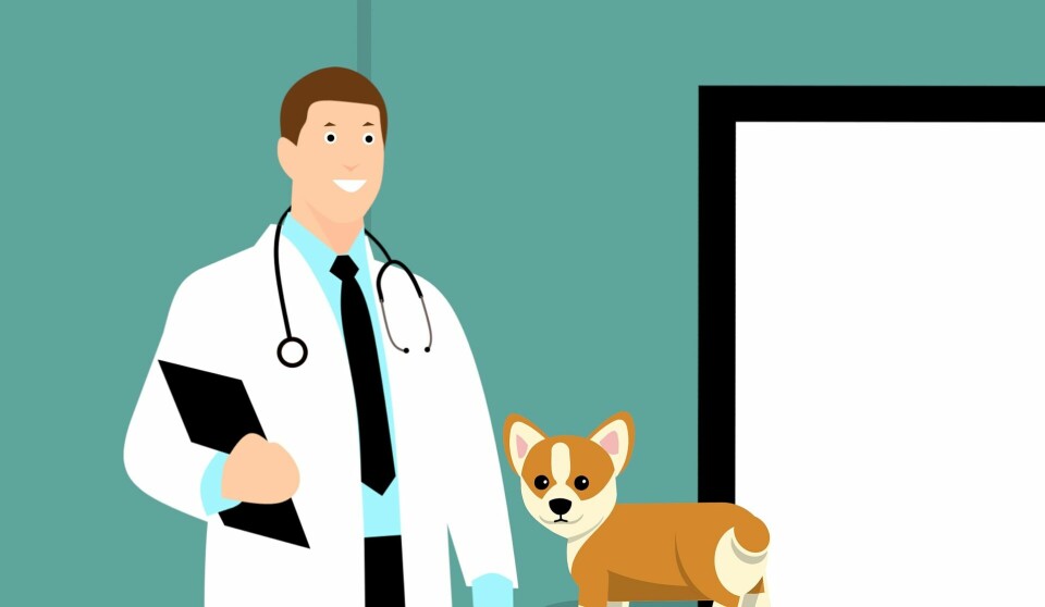 Träna hunden inför kommande veterinärbesök