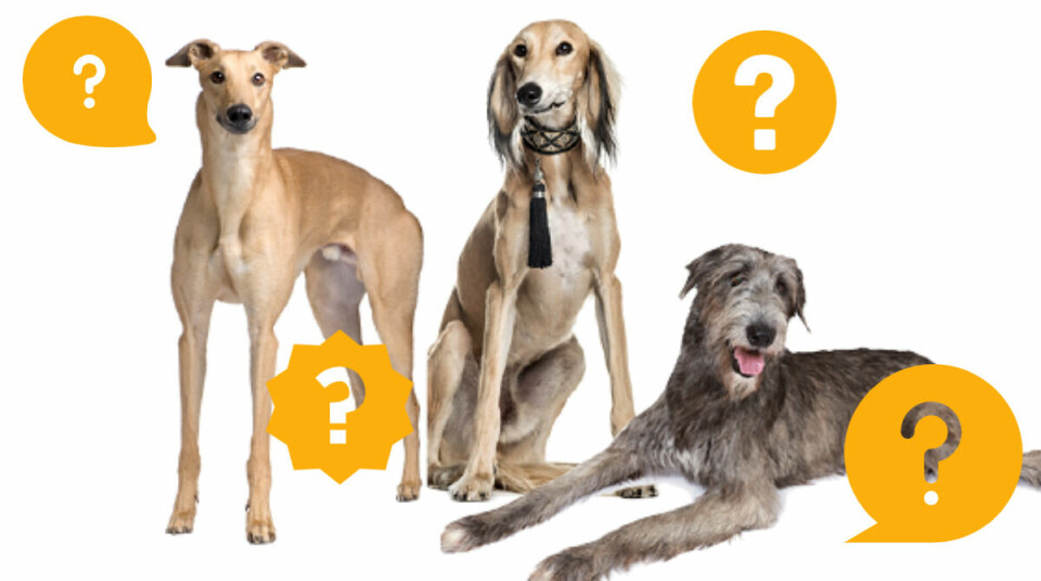 Quiz: 5 kluriga frågor om hundar