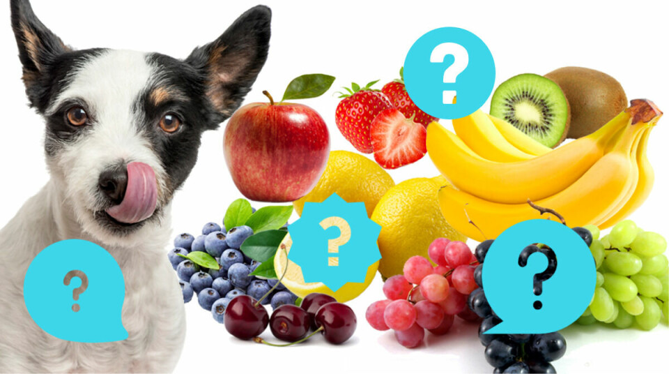 Quiz: Vilka bär och frukter får hunden äta?