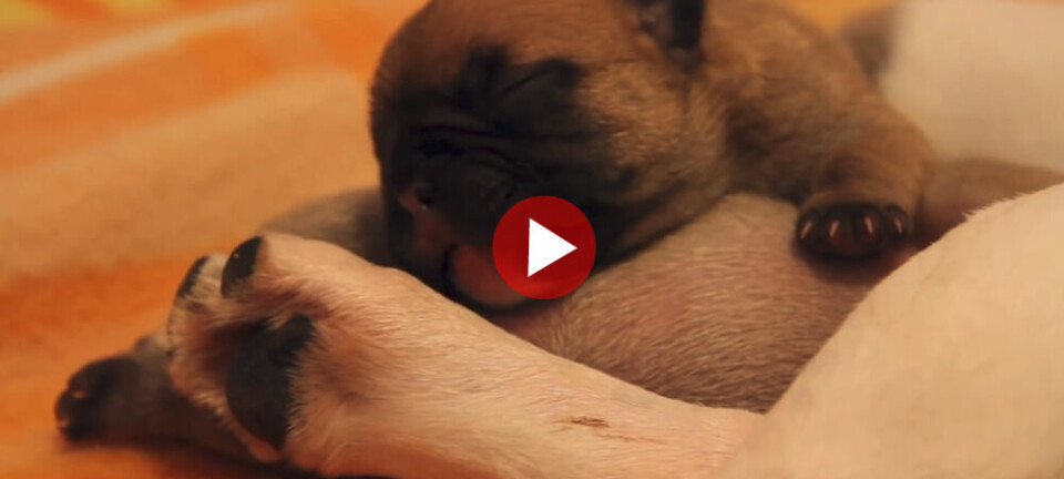 Valpfrossa: Fransk bulldogg