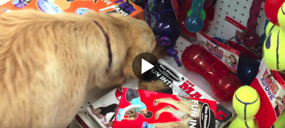 Hittehunden Roo väljer en leksak för första gången – se vilken hon tar!