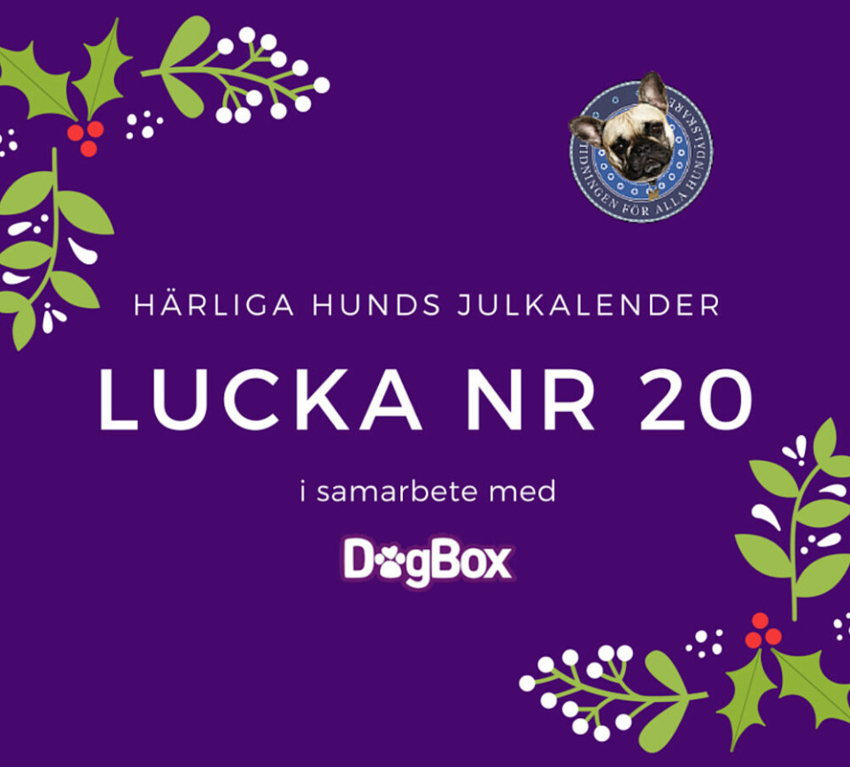 Lucka 20