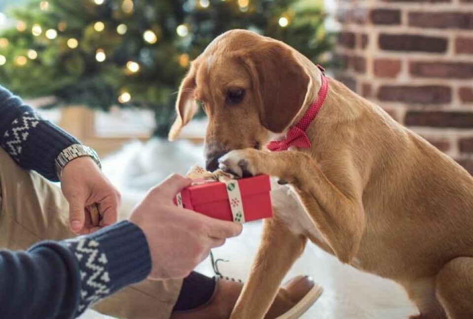 Hundratals hundar kommer bli sjuka i jul