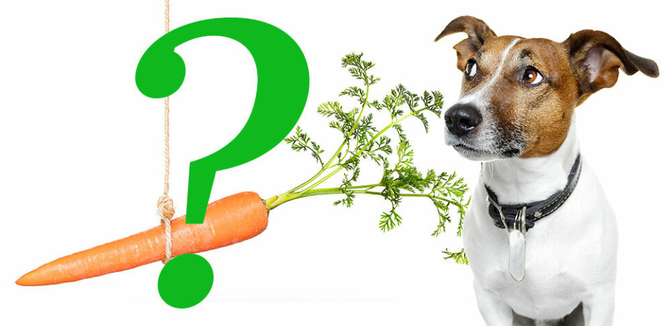 Kan hunden bli vegetarian?
