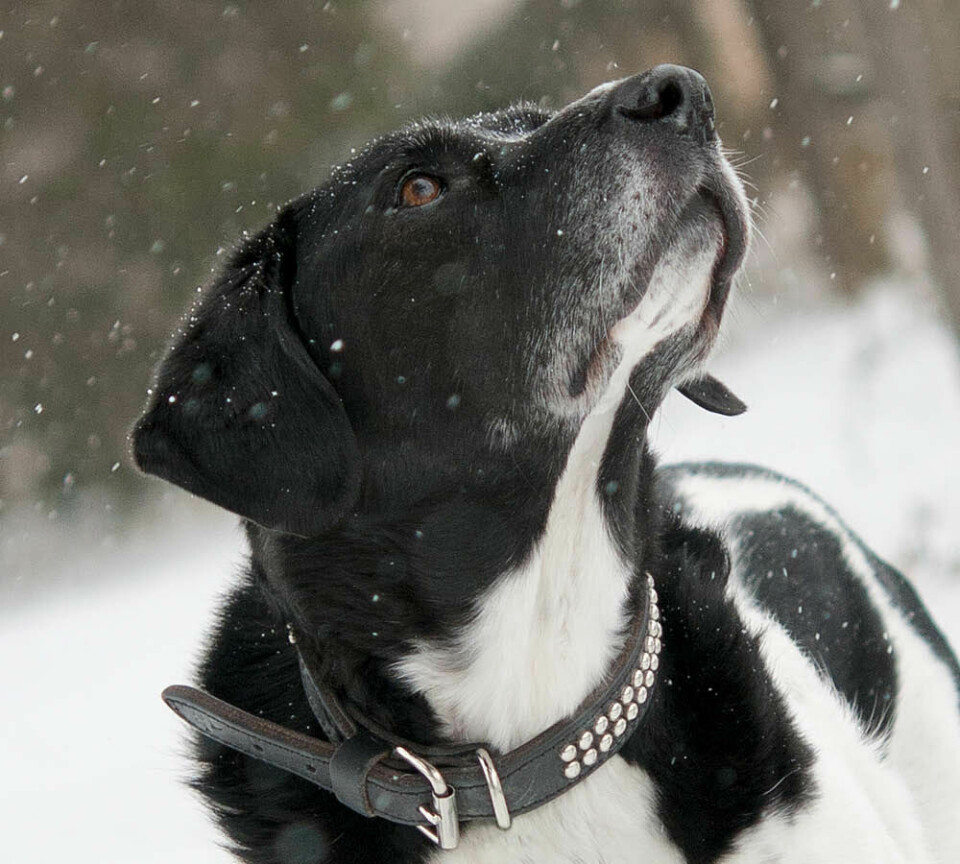 5 råd som skyddar din hund mot kylan