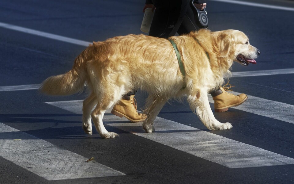 Trafikolyckor där hundar är inblandade ökar kraftigt under hösten