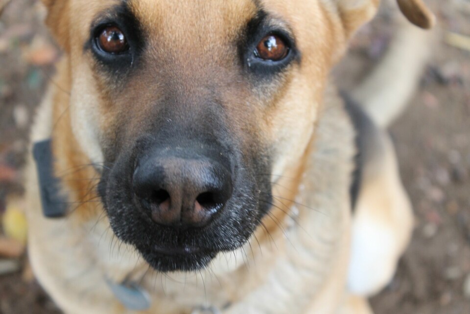 Hundar från Ryssland ska rabiestestas