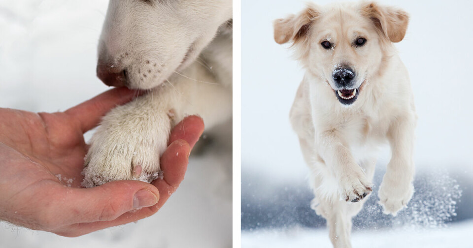 Hund och vinter: 7 tips för att förebygga och lindra tassproblem