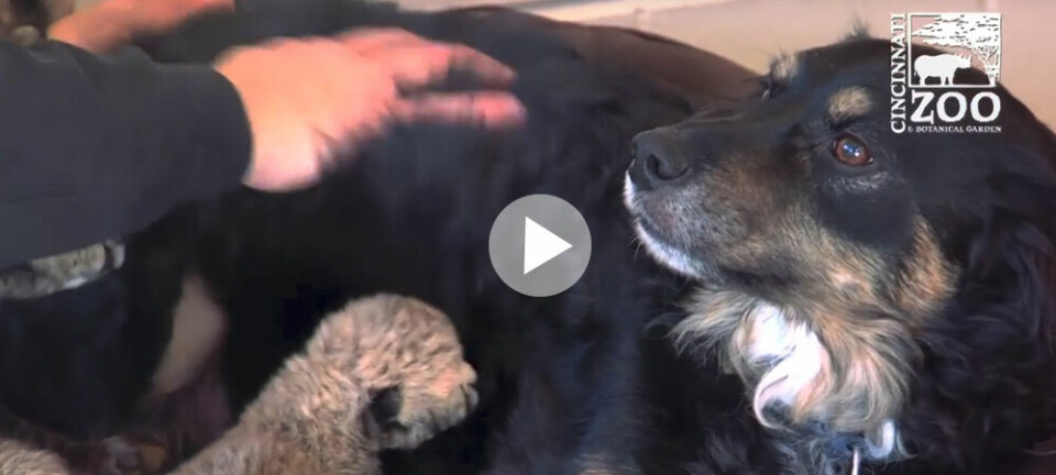 Hunden Blakely blev adoptivpappa till gepardungar