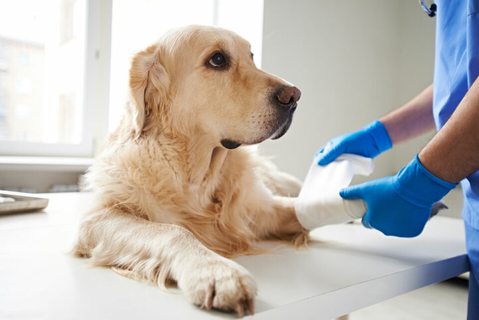 Färre hundar behandlas med antibiotika