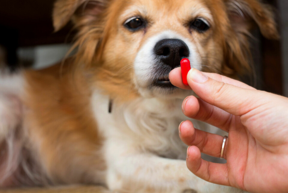 Allt färre hundar behöver antibiotika