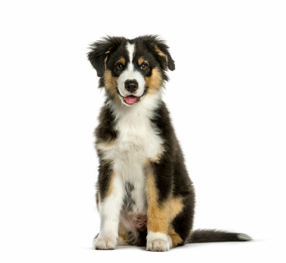 Hundcoachen – Hur får jag hunden att ta det lugnt?