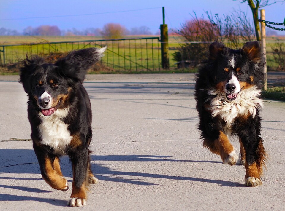 Luna och Teddy – överst på den engelska hundnamnslistan