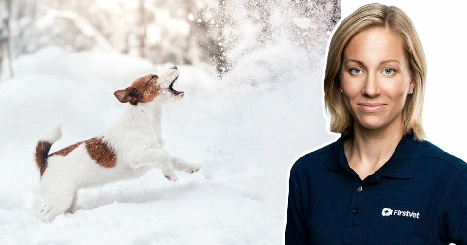 Veterinären svarar: Är det farligt för hunden att äta snö?