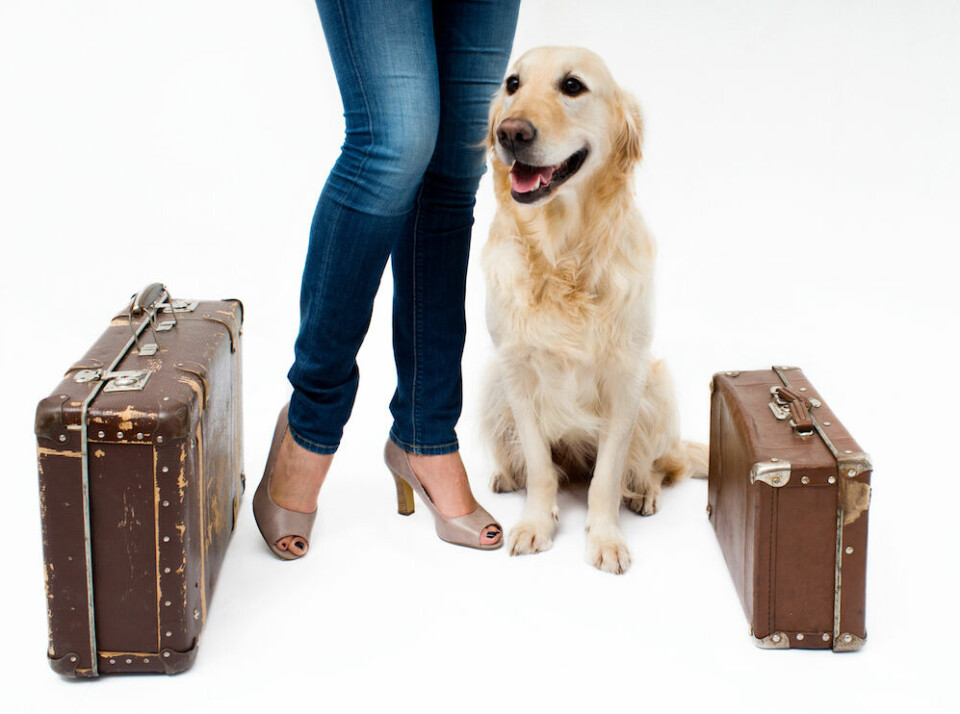 Oroar du dig för hunden när du är på semester?