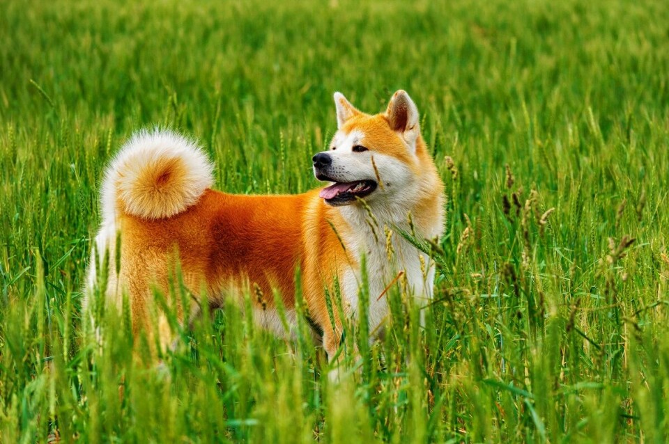 Är akita en hund för dig?
