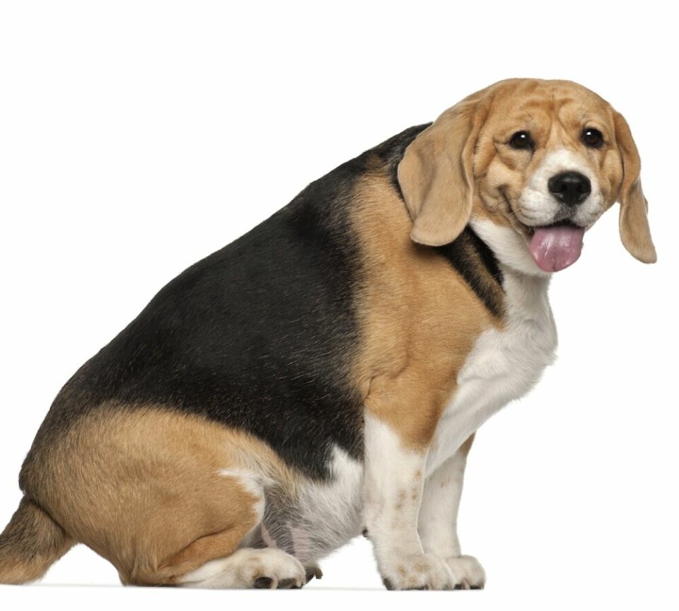 Säger man till om någons hund är för tjock?