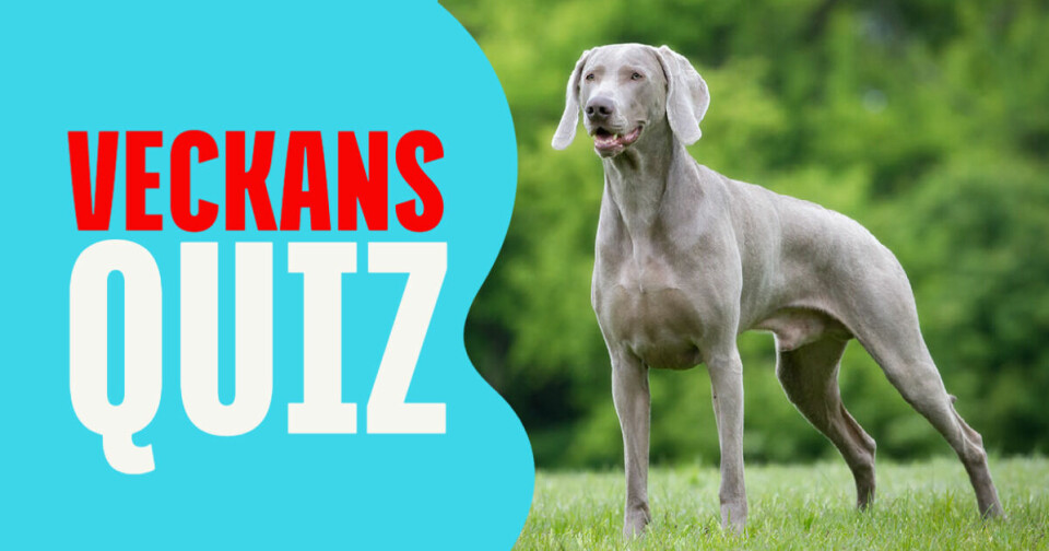 Quiz: Vad kan du om hundar?