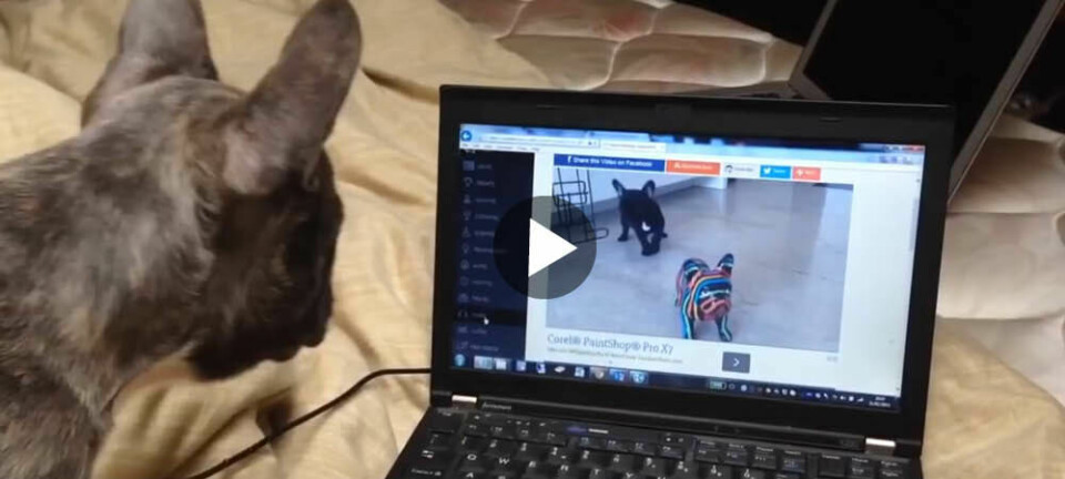 Hunden får se sig själv på datorn och då … !
