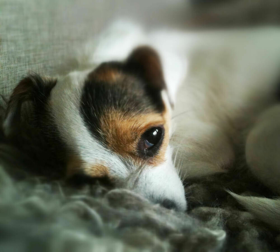 jack_russell-chihuahua