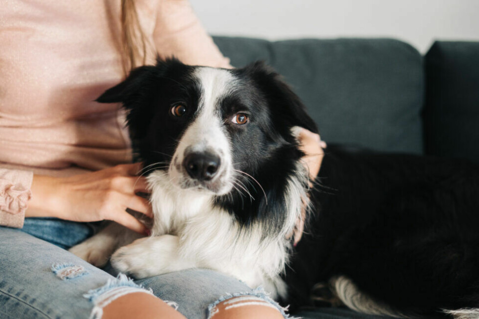 Djurförsäkringsaktören Lassie lanserar fond för möjlighet till vård