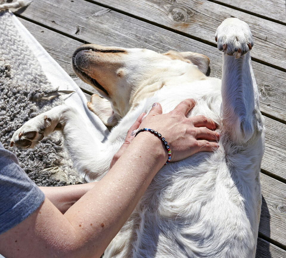 Lär dig massera din hund – 5 grundgrepp
