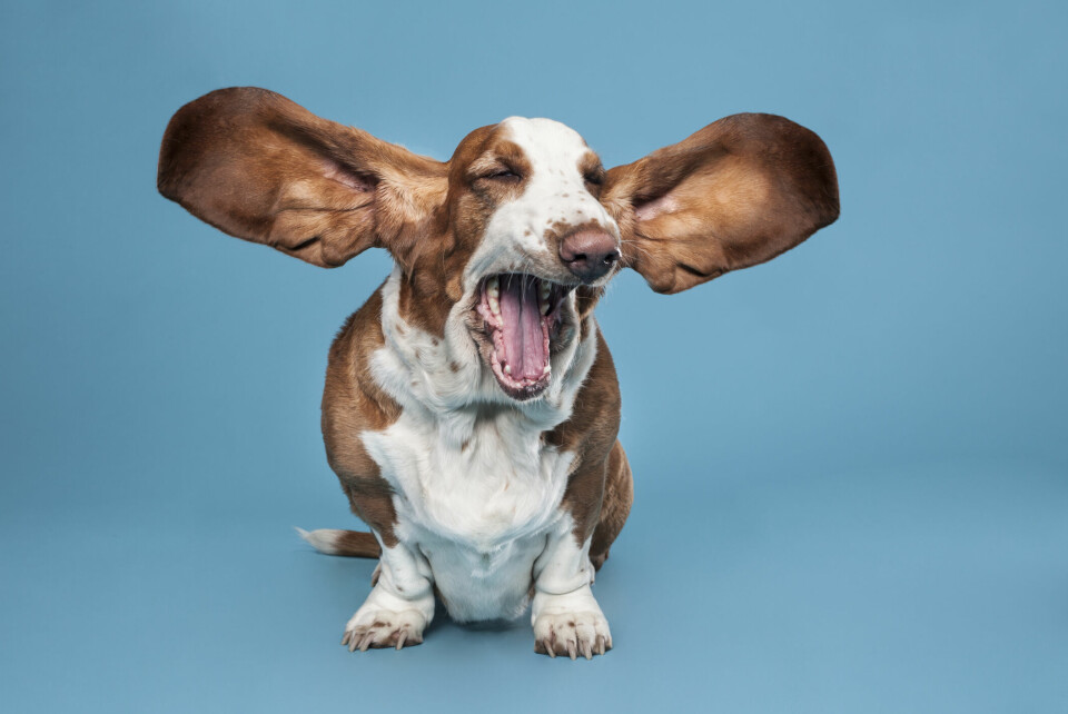 Hundens överlägsna hörsel