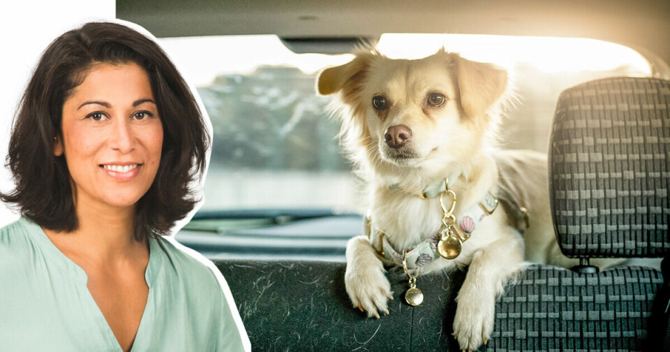 Hundpsykologen svarar – Hur får vi Ville lugn i bilen?