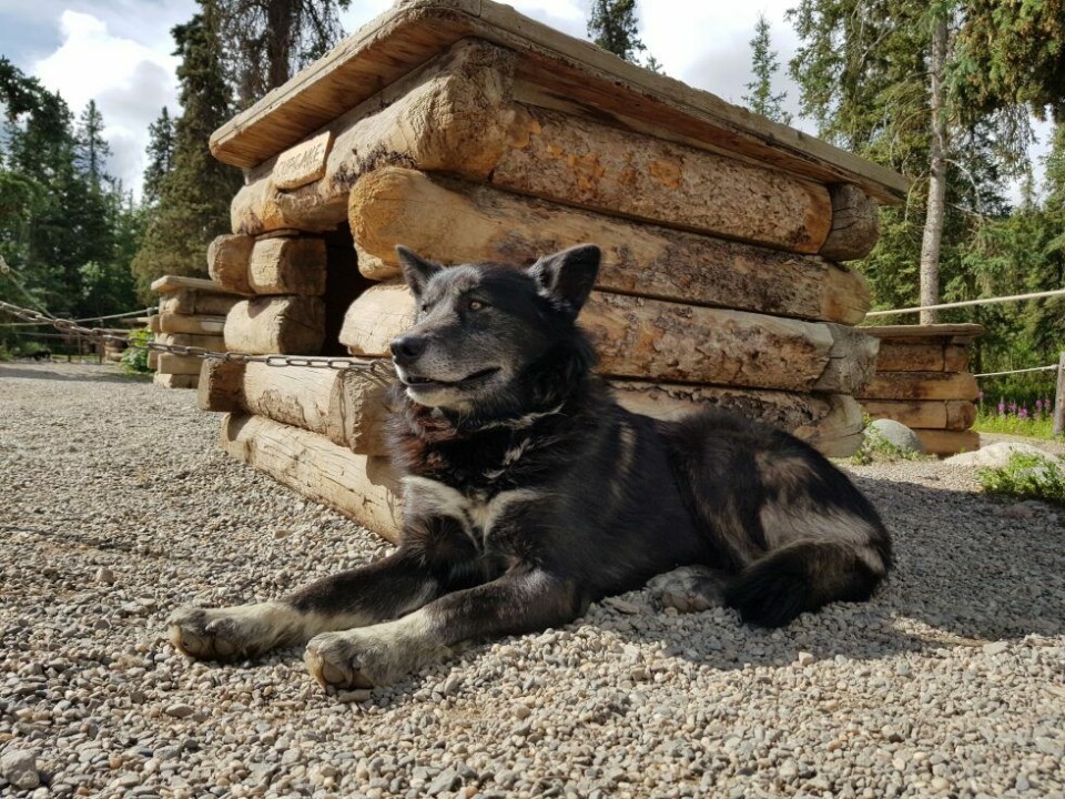 Alaska – en riktig hundnation