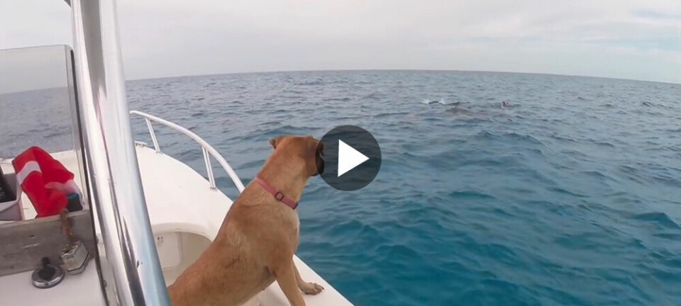 Hittehunden Sandy får se delfiner för första gången – se vad hon gör då!