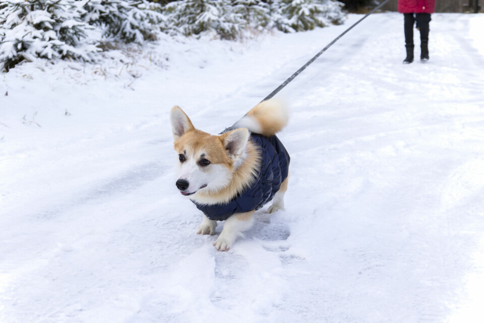 Så förbereder du hunden för vinterns utmaningar