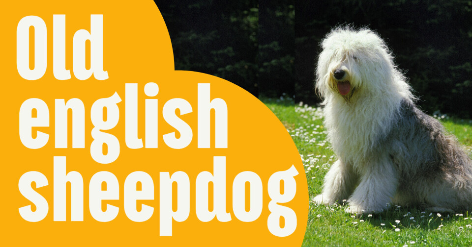 Passar en old english sheepdog dig?