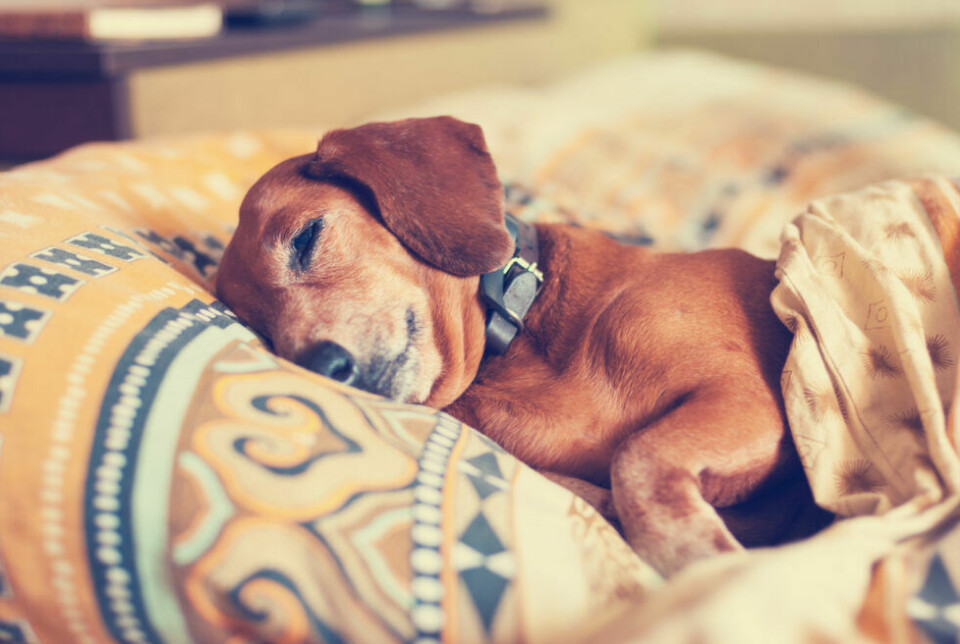 Ytlig sömn hos hundar kan tyda på demens