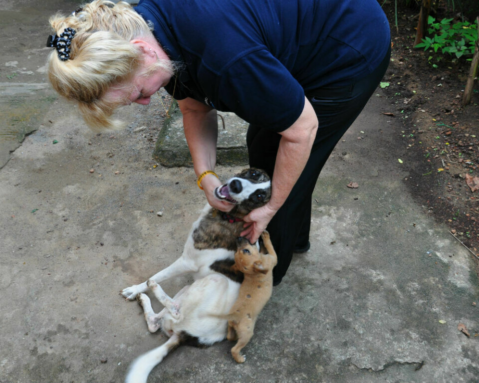Karen hälsar på en av hundarna hon räddat och som nu bor på kliniken.