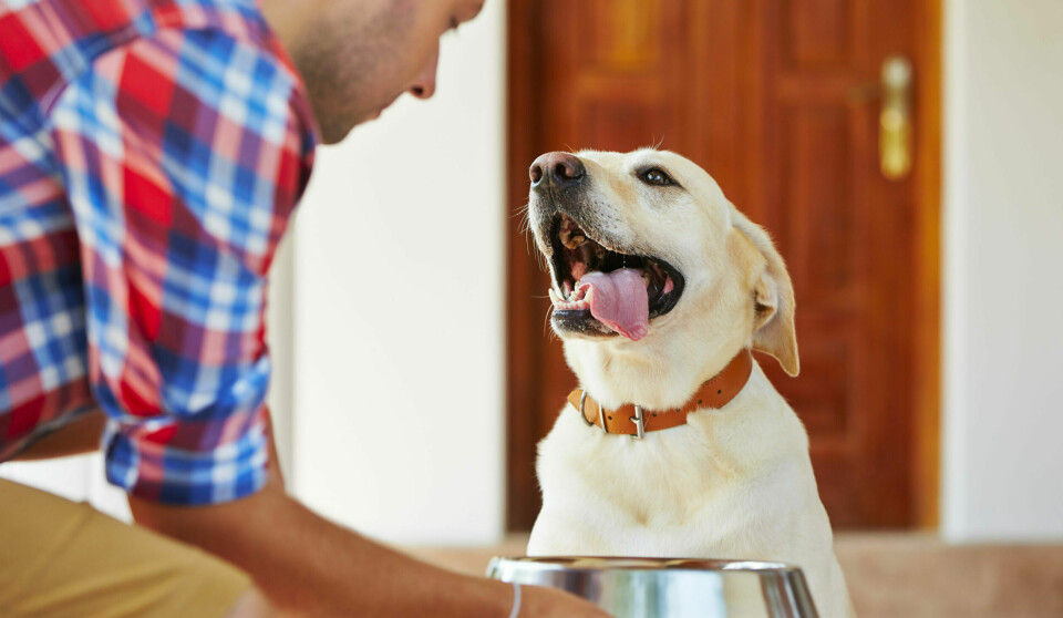 Är din hund en matslukare? Så kan du lösa problemet!