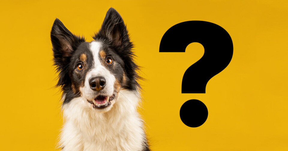 Förstår du hundspråket?