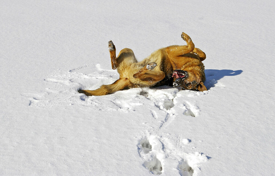 Hund rullar i snö Pixabay