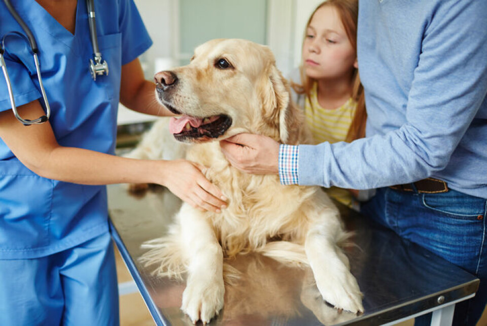 Distriktsveterinärerna: Hjälp finns om hunden blir akut sjuk