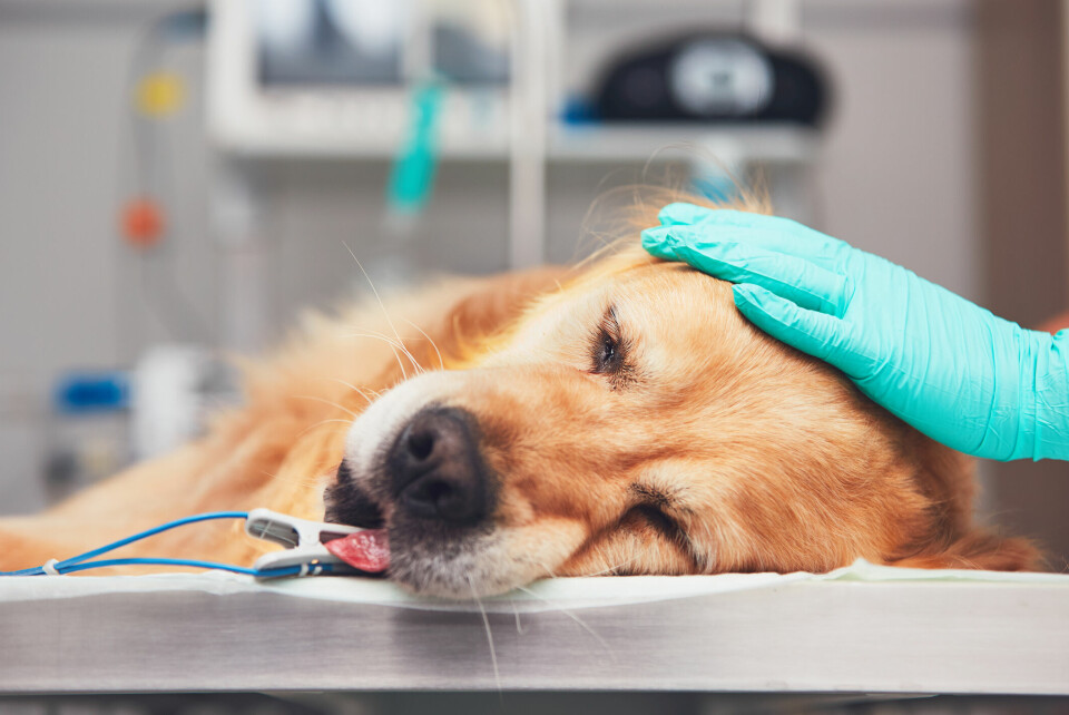 Ny metod bättre på att identifiera hundar med risk för cancer